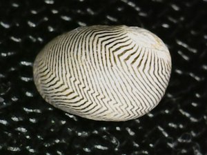 Dorsal view