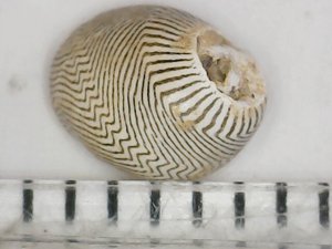 Measurement 5-6mm