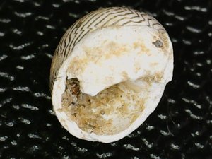 Ventral view