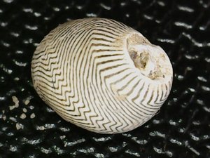 Dorsal view