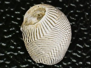 Dorsal view