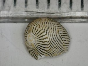 Measurement 4-5mm