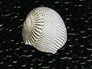 Dorsal view
