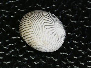 Dorsal view