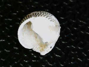Ventral view