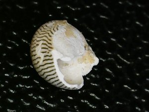 Ventral view