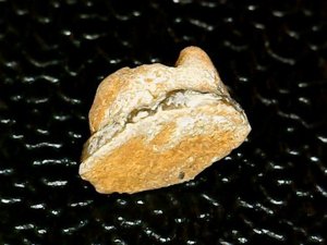 Occlusal view, worn enameloid