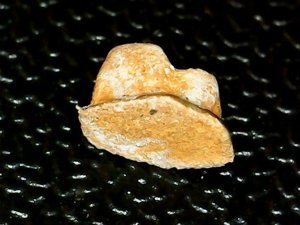 Occlusal view, worn enameloid