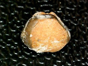 Occlusal view, hexagonal, worn enameloiod