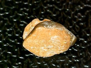 Occlusal view, hexagonal, worn enameloiod