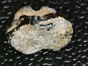 Occlusal view, worn enameloid